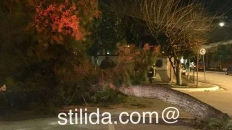 Δέντρο έπεσε στο παρμπρίζ αυτοκινήτου του Λιμεναρχείου