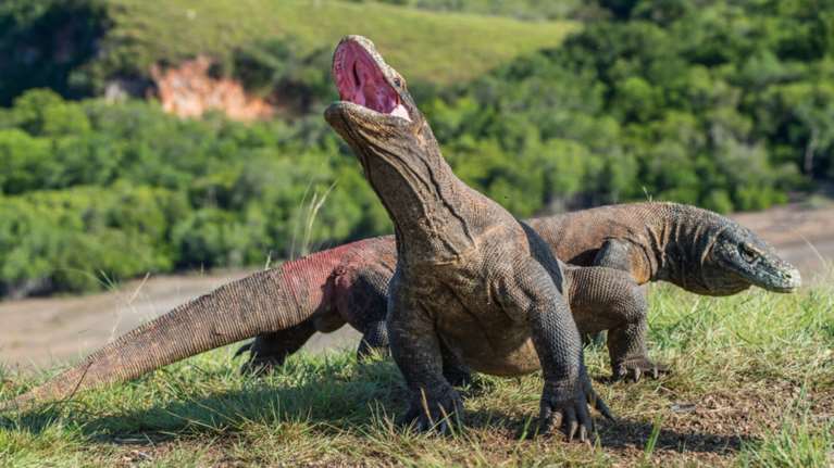 Δράκος του Κομόντο καταπίνει ολόκληρη μαϊμού (ΒΙΝΤΕΟ)