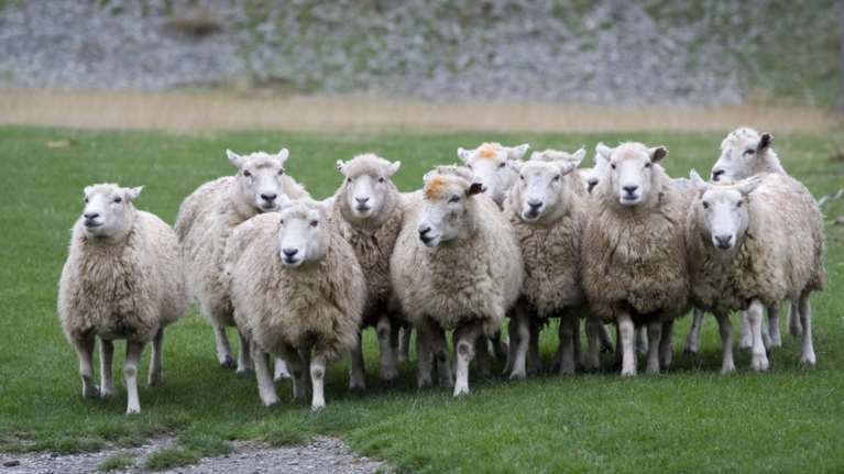 Απίστευτη ζωοκλοπή! «Έκαναν φτερά» 170 πρόβατα και κατσίκια