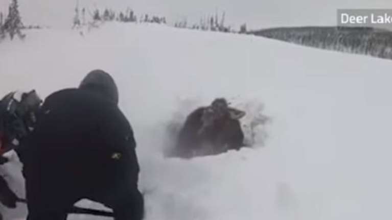 Καναδάς: Έσωσαν ελάφι που είχε θαφτεί μέσα στο χιόνι