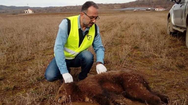 Δηλητηρίασαν μικρό αρκουδάκι σε χωριό στην Καστοριά