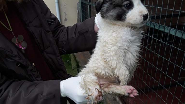 Κτηνωδία: Ακρωτηρίασαν κουτάβια στη Λάρισα - Μήνυση από τον Δήμαρχο