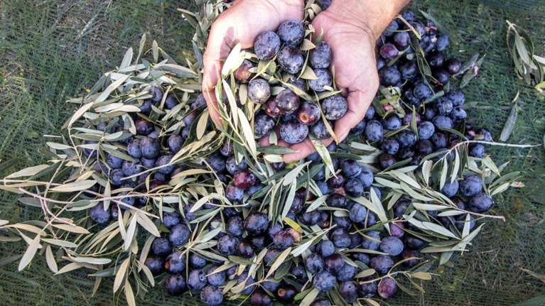 Μαζεύουν τις ελιές των παραγωγών και κλέβουν τη σοδειά τους