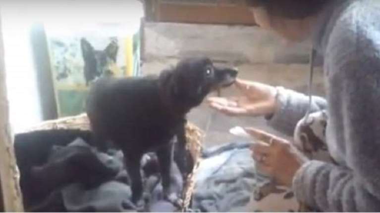 Δεν πάει στο γηροκομείο για να μην αφήσει μόνο τον σκύλο της