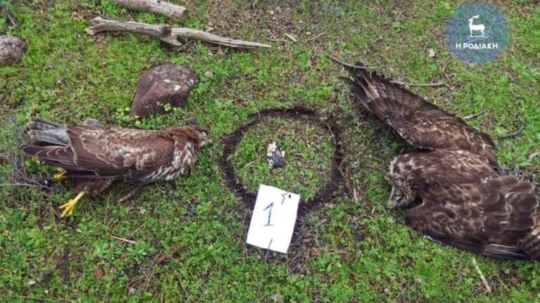 Κτηνοτρόφος στη Ρόδο έσπερνε τον  θάνατο με φόλες