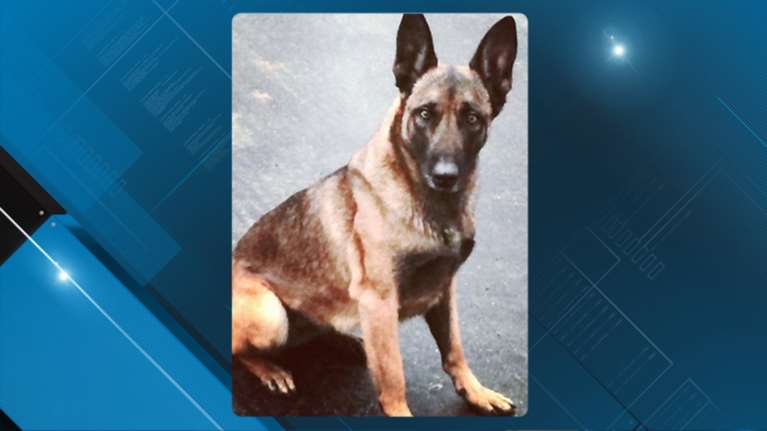 Συνέβη και αυτό: Άνθρωπος δάγκωσε ...σκύλο της αστυνομίας