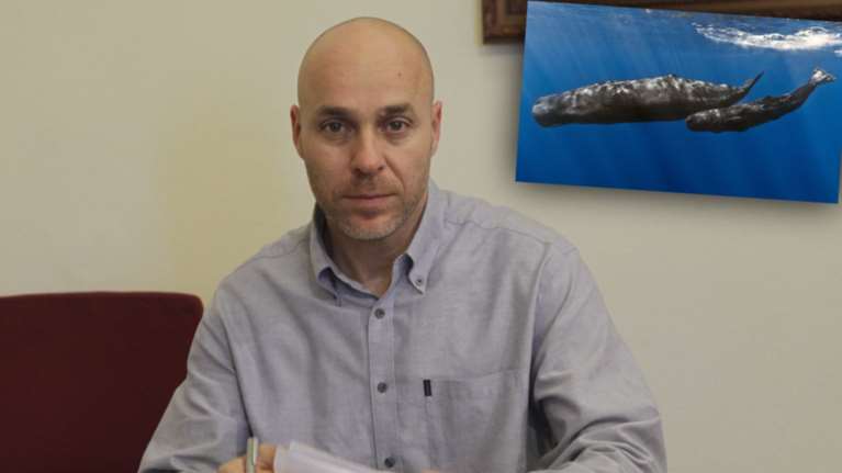 SOS Αμυρά για τις 200 φάλαινες φυσητήρες στην Ελλάδα - ερώτηση στη Βουλή