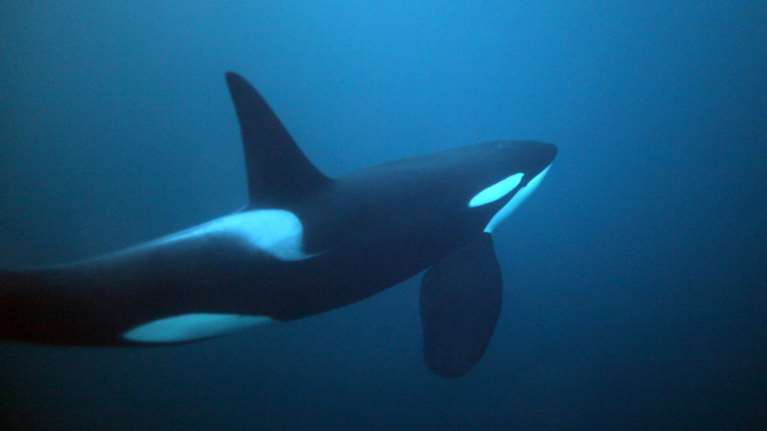 Η πρώτη όρκα που «μιλάει» την ανθρώπινη γλώσσα