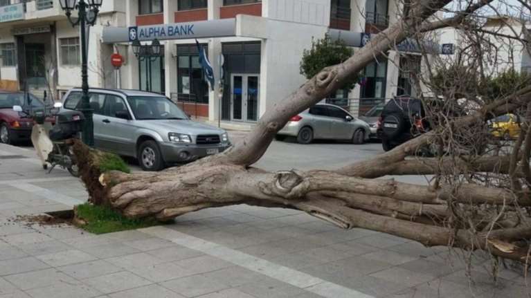 Ο αέρας ξερίζωσε δέντρο στα Φάρσαλα