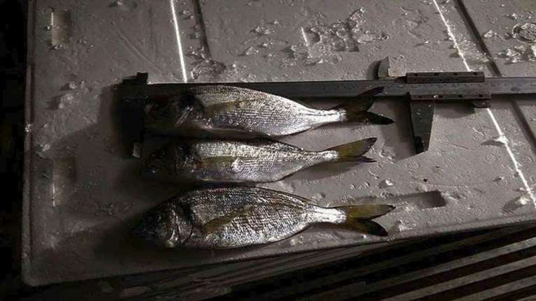 Κατασχέθηκαν εκατόν είκοσι πέντε κιλά γόπες, τσιπούρες, κουτσομούρες