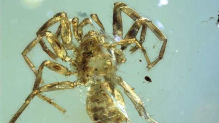 Εντοπίσθηκε μέσα σε κεχριμπάρι 100 εκατομμυρίων ετών η πρώτη αράχνη με ουρά