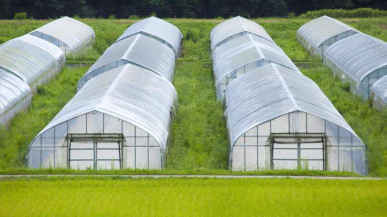 Ανοίγει ο δρόμος για τη φαρμακευτική κάνναβη στην Ελλάδα