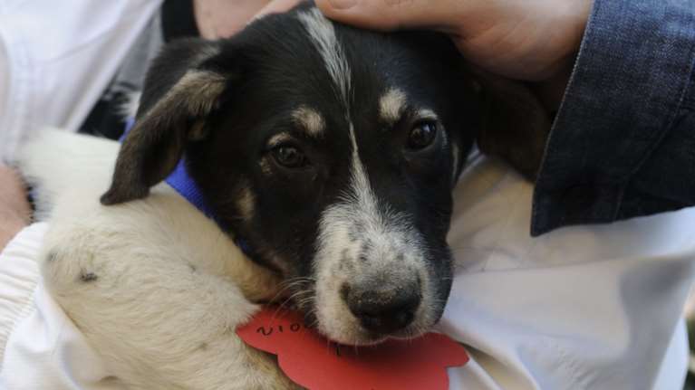 Aποσύρθηκε η τροπολογία για τα αδέσποτα μετά τις αντιδράσεις