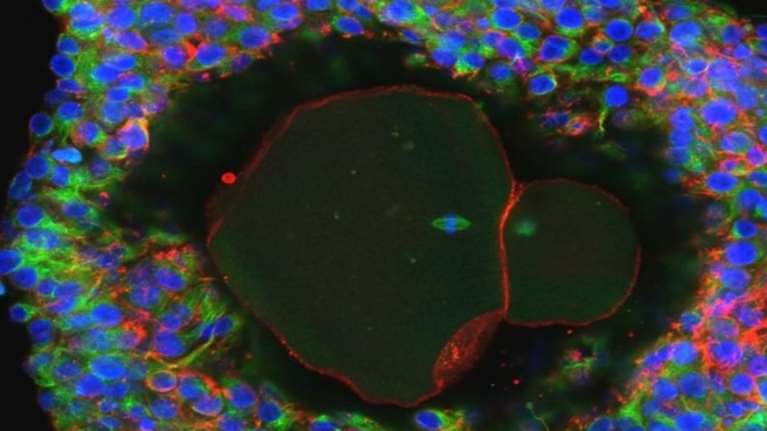 Δημιουργήθηκαν τα πρώτα ανθρώπινα ωάρια στο εργαστήριο
