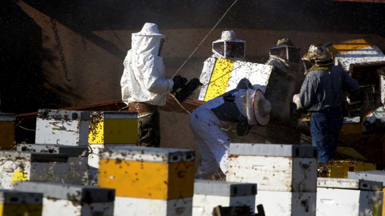 Έκλεψαν 21 κυψέλες με μέλισσες και έγιναν καπνός στην Κρήτη