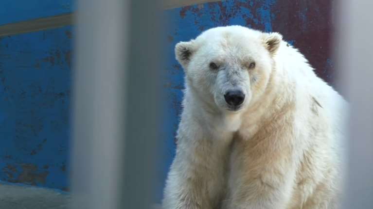 Πέθανε η Αμντέρμα, η γηραιότερη λευκή αρκούδα της Ρωσίας