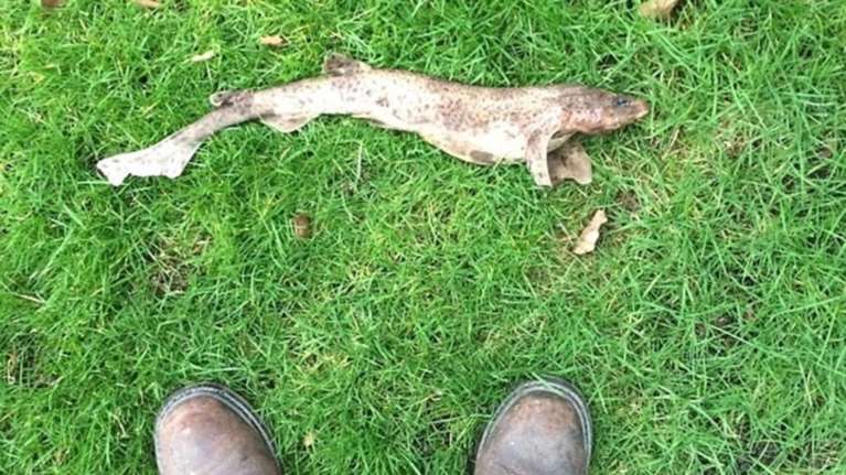 Αγγλία: Άνδρας βρήκε καρχαρία...στον κήπο του-Πως εξηγείται