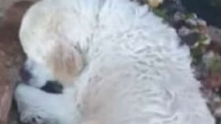 Ζάκυνθος: Βαριά ποινή σε 47χρονο που σκότωσε σκύλο