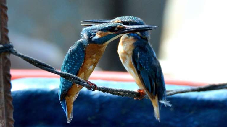 Φτερουγίσματα από περισσότερα από 70 είδη πουλιών