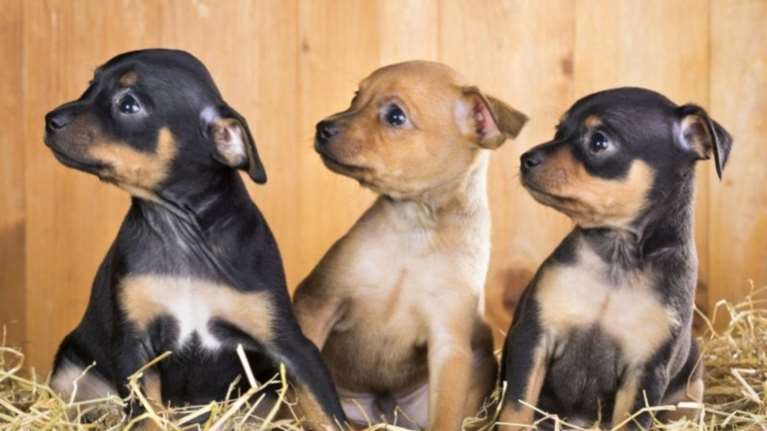 Επικήρυξη για να βρεθεί αυτός που πυροβόλησε τρία σκυλάκια στο Λαύριο