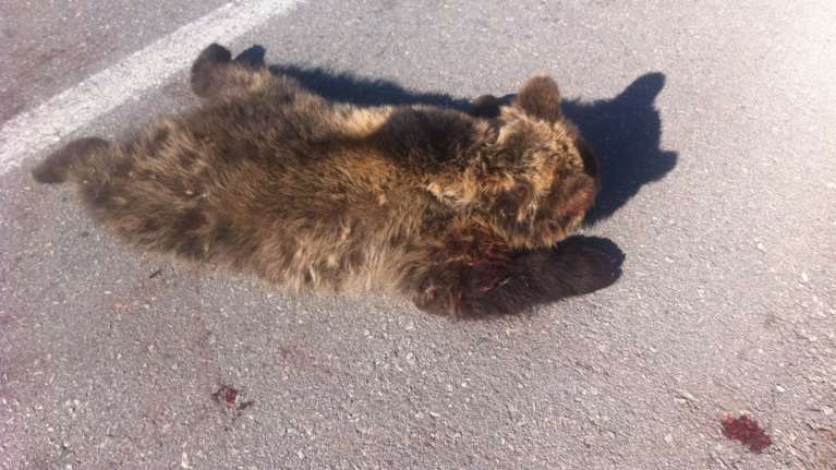 Βρέθηκε νεκρό αρκουδάκι στην Κοζάνη