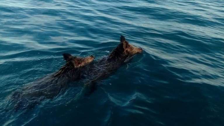 Είχαν πάει για ψάρεμα στο πέλαγος και έπιασαν... αγριογούρουνα