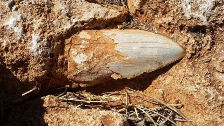 Αυστραλία: Εκλεψαν το δόντι τεράστιου προϊστορικού καρχαρία