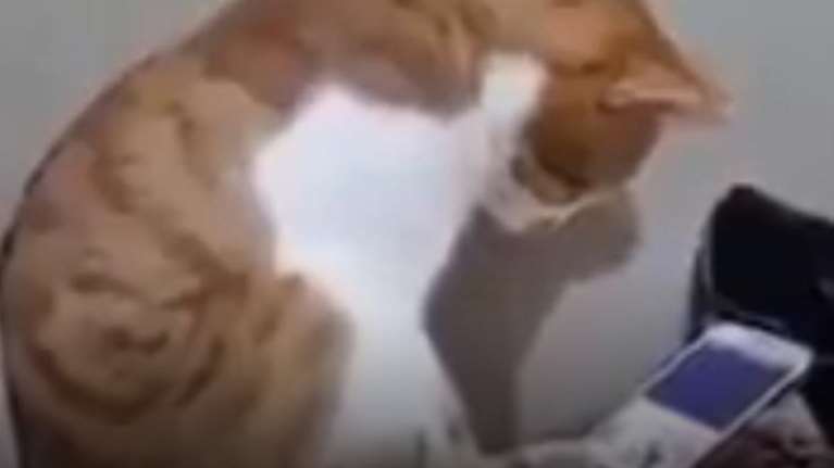 Συγκινεί ο γάτος που βλέπει τη νεκρή ιδιοκτήτριά του σε βίντεο