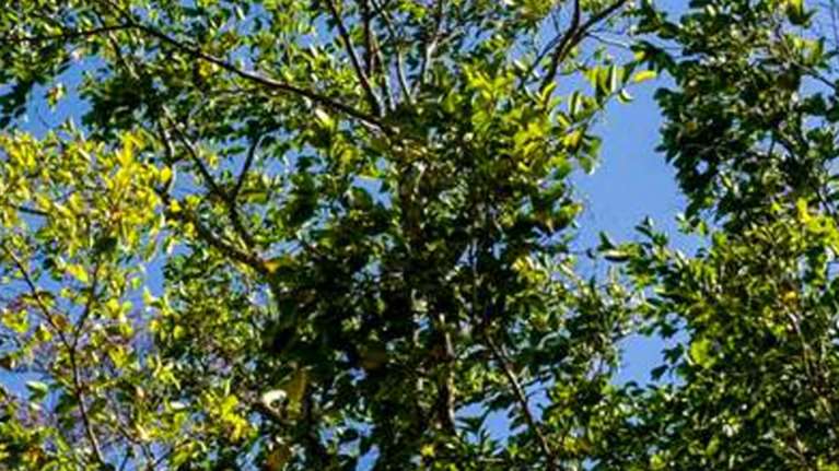 Guaimaro, ένα «μαγικό δέντρο» προστατεύει τον πλανήτη