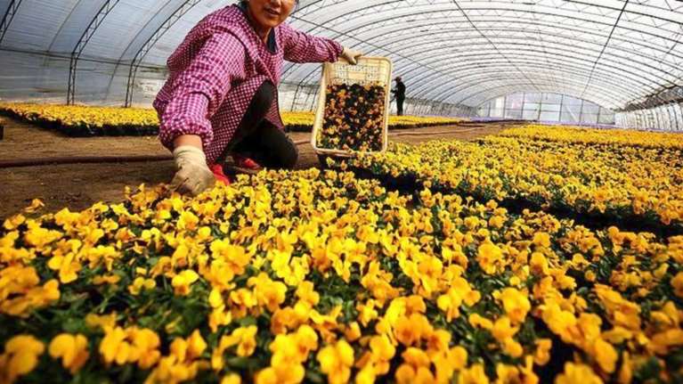 Επιστήμονες δημιουργούν νέα χρώματα λουλουδιών για τόνωση του τουρισμού