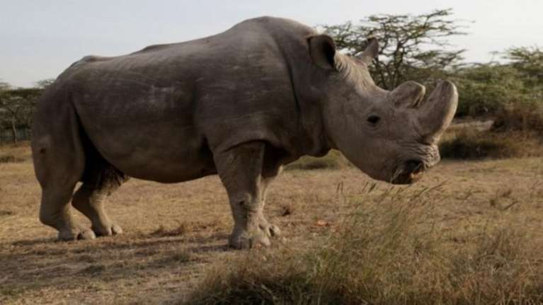 Πέθανε ο τελευταίος λευκός ρινόκερος στον κόσμο