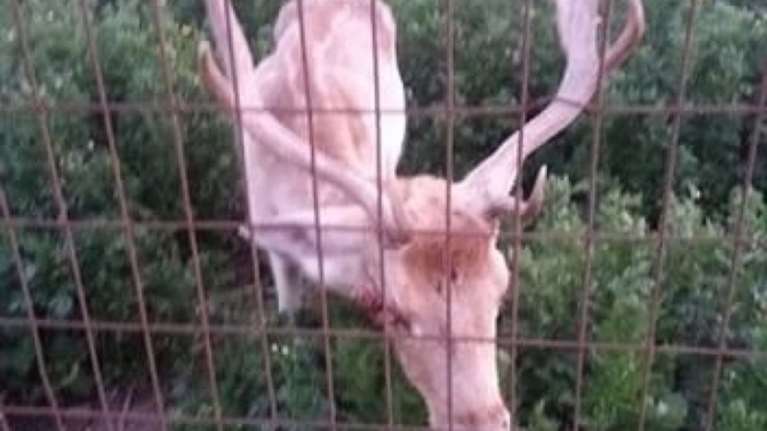 Ελάφι βρέθηκε εγκαταλελειμμένο, υποσιτισμένο και άρρωστο