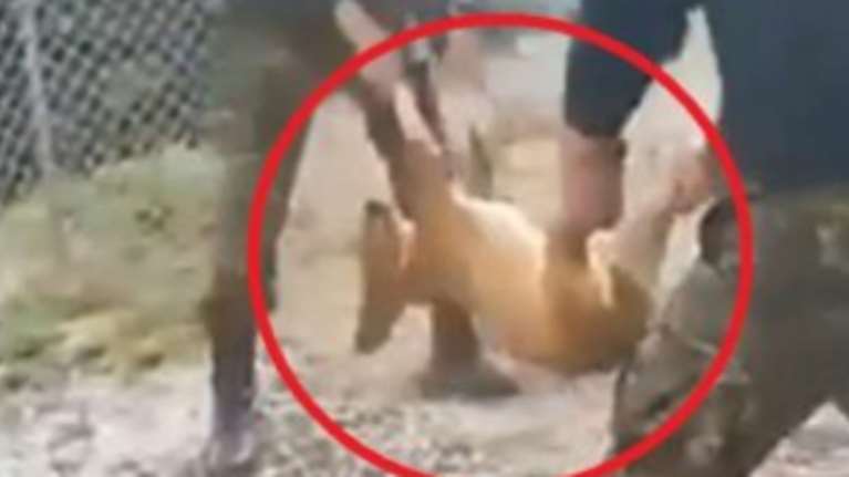 Γιαννιτσά: Σάλος με πρωτοφανή κακοποίηση σκύλου από φαντάρους