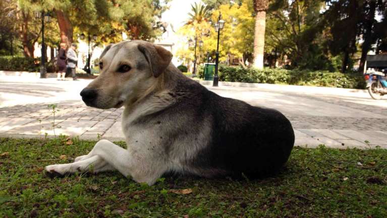 Απαντήσεις στα σφοδρά πυρά κατά του νέου νόμου για τα ζώα
