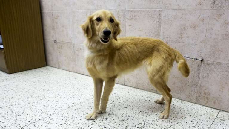 Οικολόγοι Πράσινοι: 14 &quot;μελανά σημεία&quot; στο νόμο για τα ζώα