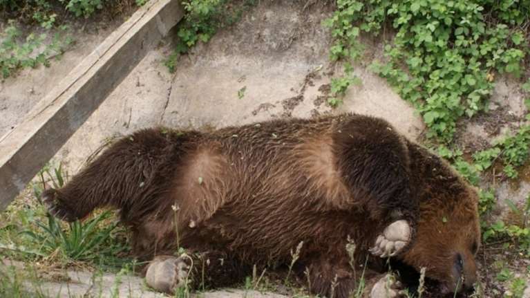 Τραυματισμένη αρκούδα πέθανε κατά τη μεταφορά της στην Κτηνιατρική Σχολή