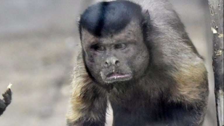 Μαϊμού με «ανθρώπινο πρόσωπο» σαρώνει το διαδίκτυο