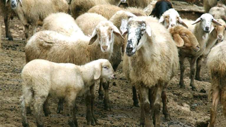 Θανάτωσαν 100 αρνιά για εκδίκηση: Συνελήφθη 44χρονος αναζητούνται 2 ακόμη
