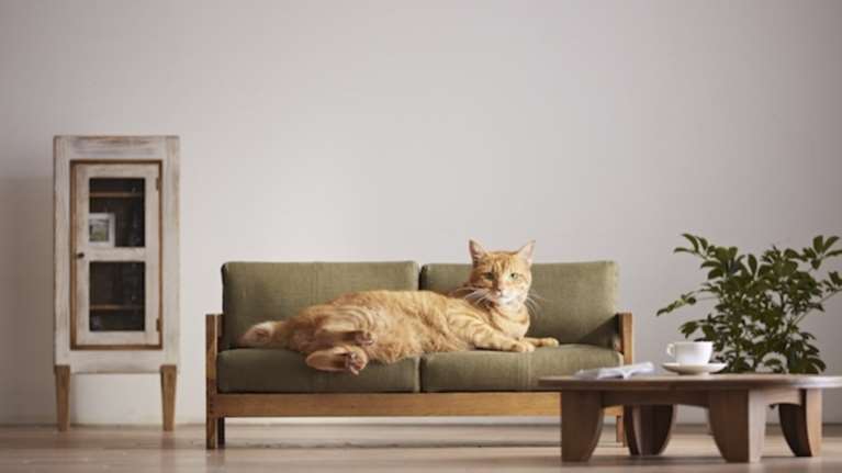 Οι Ιάπωνες έφτιαξαν τα πρώτα έπιπλα αποκλειστικά για γάτες