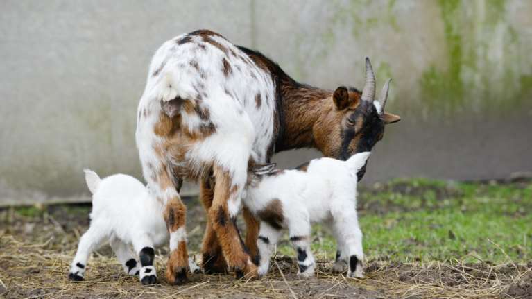 Γεννήθηκαν 2 απόγονοι της πρώτης κλωνοποιημένης κατσίκας του Κασμίρ