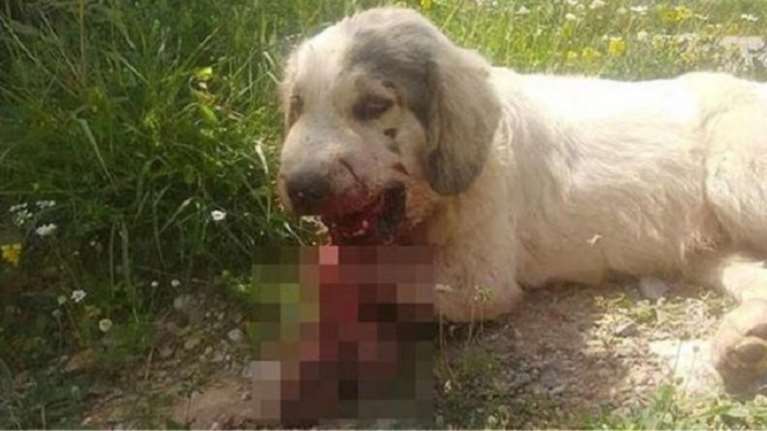 fake news... o τραυματισμός σκύλου από κροτίδα στο στόμα του