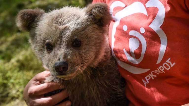 Πώς κέρδισε το όνομά του ο Λουίτζι: Ενα ορφανό αρκουδάκι, μόλις λίγων μηνών