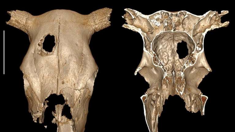 Πριν 5.000 έτη η αρχαιότερη κτηνιατρική χειρουργική επέμβαση