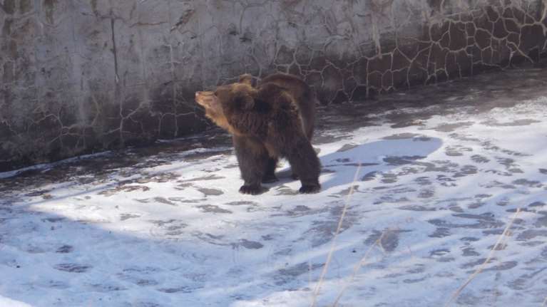 Άρχισε τις βόλτες της η Χριστίνα, η αρκούδα