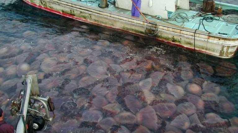 Αχαΐα: Παρεμβάσεις για τη λήψη μέτρων για τις μέδουσες