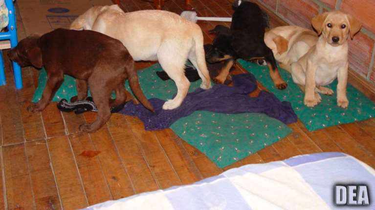 Κτηνίατρος έραβε πακέτα ηρωίνης σε στομάχια κουταβιών