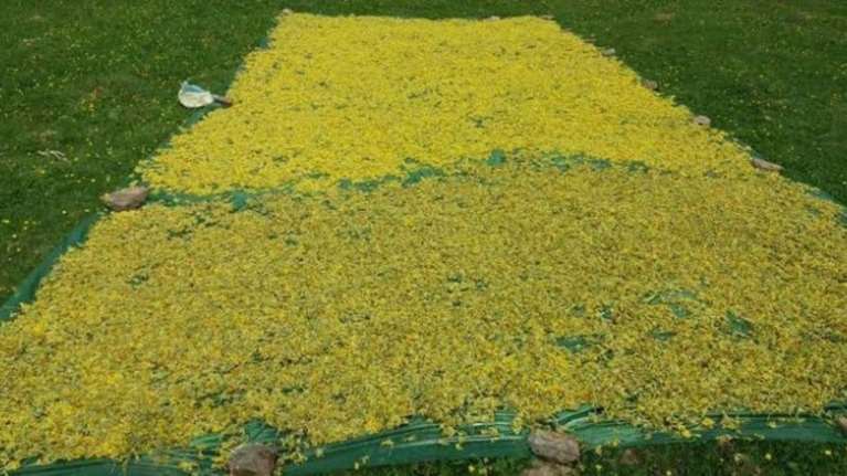 Αλβανοί «θερίζουν» τα βότανα από τα ελληνικά βουνά. Νέες συλλήψεις