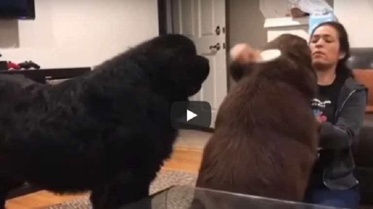 Ο τεράστιος ζηλιάρης σκύλος - Κάνει σκηνή στην αφεντικίνα του (βίντεο)