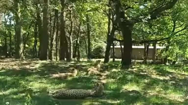 Οικογένεια Γάλλων ήθελε να κάνει πικ νικ κοντά σε... γατόπαρδους