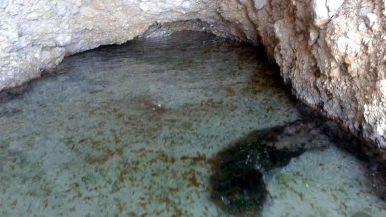 &quot;Βρεφοκομείο&quot; με τσούχτρες σε σπηλιά στον Κορινθιακό